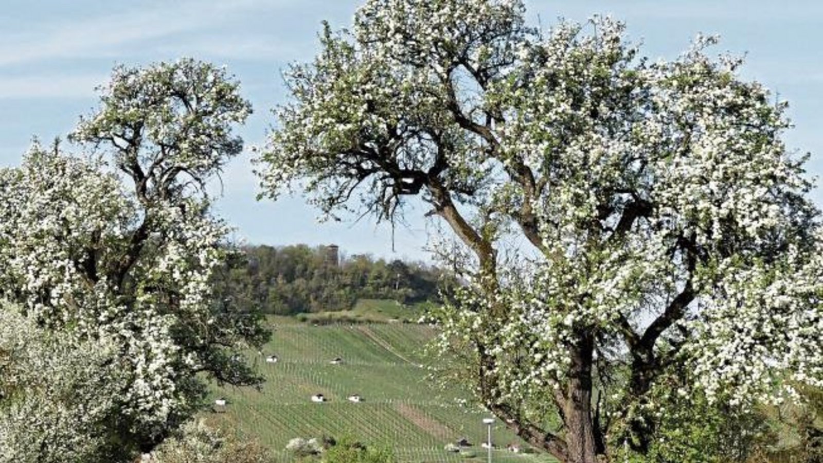 Unser Leser Werner Scheytt hat diesen malerischen Anblick am Ortseingang von Ensingen von Illingen her kommend mit der Linse gebannt. Unser Leser Werner Scheytt hat diesen malerischen Anblick am Ortseingang von Ensingen von Illingen her kommend mit der Linse gebannt.