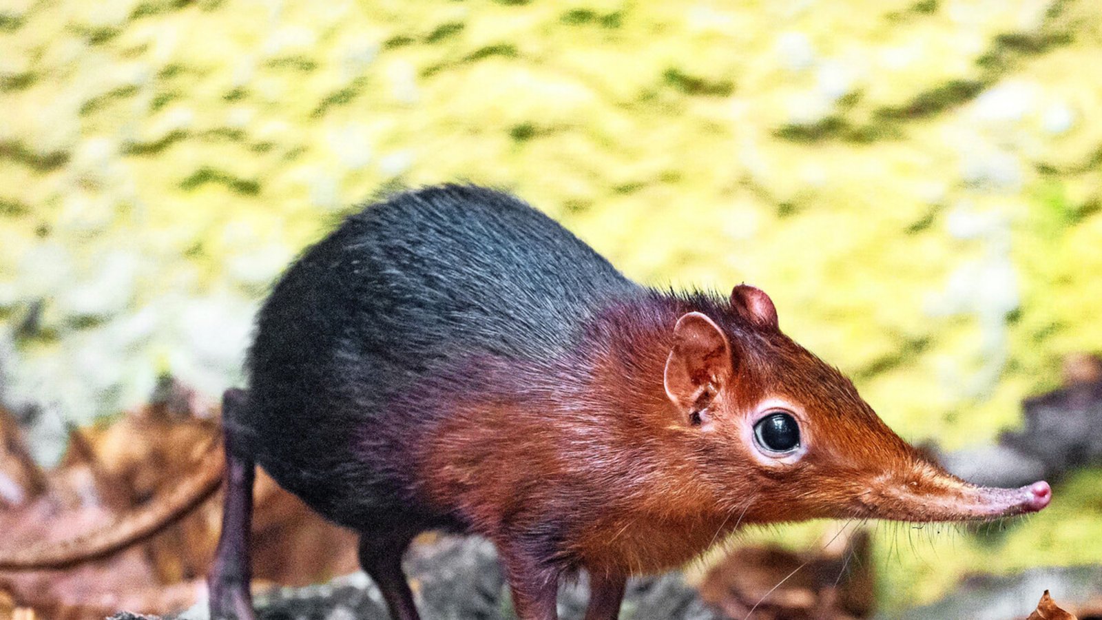 Dieses neue Rüsseltier ist jetzt im Stuttgarter Zoo zu besichtigen.Foto: Wilhelma/Birger Meierjohann Dieses neue Rüsseltier ist jetzt im Stuttgarter Zoo zu besichtigen.Foto: Wilhelma/Birger Meierjohann