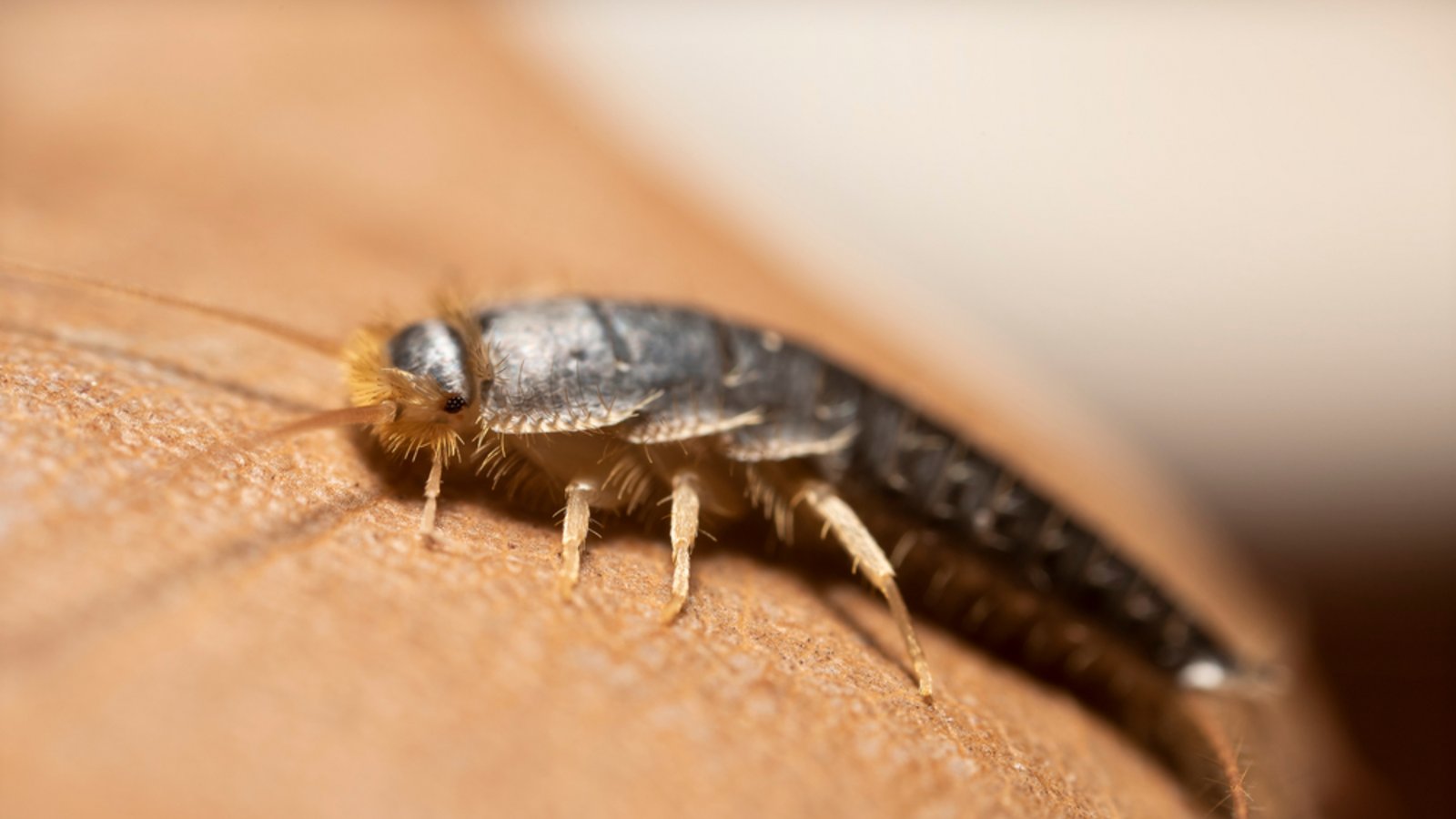 Erfahren Sie, wo sich Silberfische in der Wohnung verstecken und ob sie klettern oder springen können.Foto: Panto.unno / Shutterstock.com Erfahren Sie, wo sich Silberfische in der Wohnung verstecken und ob sie klettern oder springen können.Foto: Panto.unno / Shutterstock.com