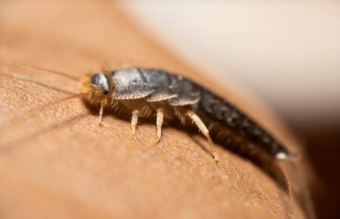 Erfahren Sie, wo sich Silberfische in der Wohnung verstecken und ob sie klettern oder springen können.<span class='image-autor'>Foto: Panto.unno / Shutterstock.com</span>