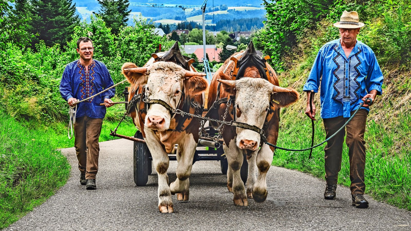 Schuler und Hummel (rechts) beim Morgenspaziergang  mit ihren Ochsen. Nachdem sich Olaf und Emil die ganze Nacht auf der Weide getummelt haben, sollen sie sich   jetzt ein bisschen bewegenFoto: Andreas Reiner