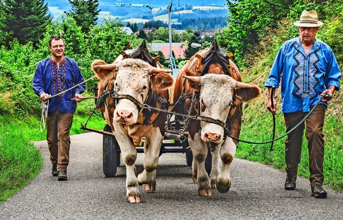 Schuler und Hummel (rechts) beim Morgenspaziergang  mit ihren Ochsen. Nachdem sich Olaf und Emil die ganze Nacht auf der Weide getummelt haben, sollen sie sich   jetzt ein bisschen bewegen<span class='image-autor'>Foto: Andreas Reiner</span>