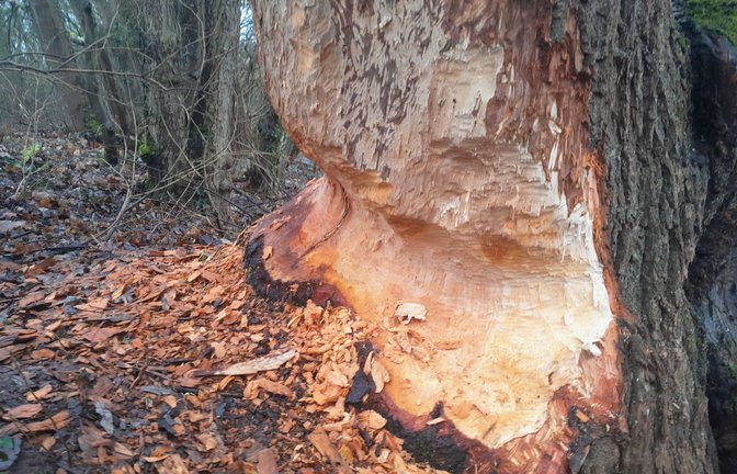 Bissspuren an einem Baum zeugen von der Rückkehr des Bibers an die Enz zwischen Mühlacker und Niefern.  <span class='image-autor'>Foto: Enzkreis/Sofie Bloß</span>