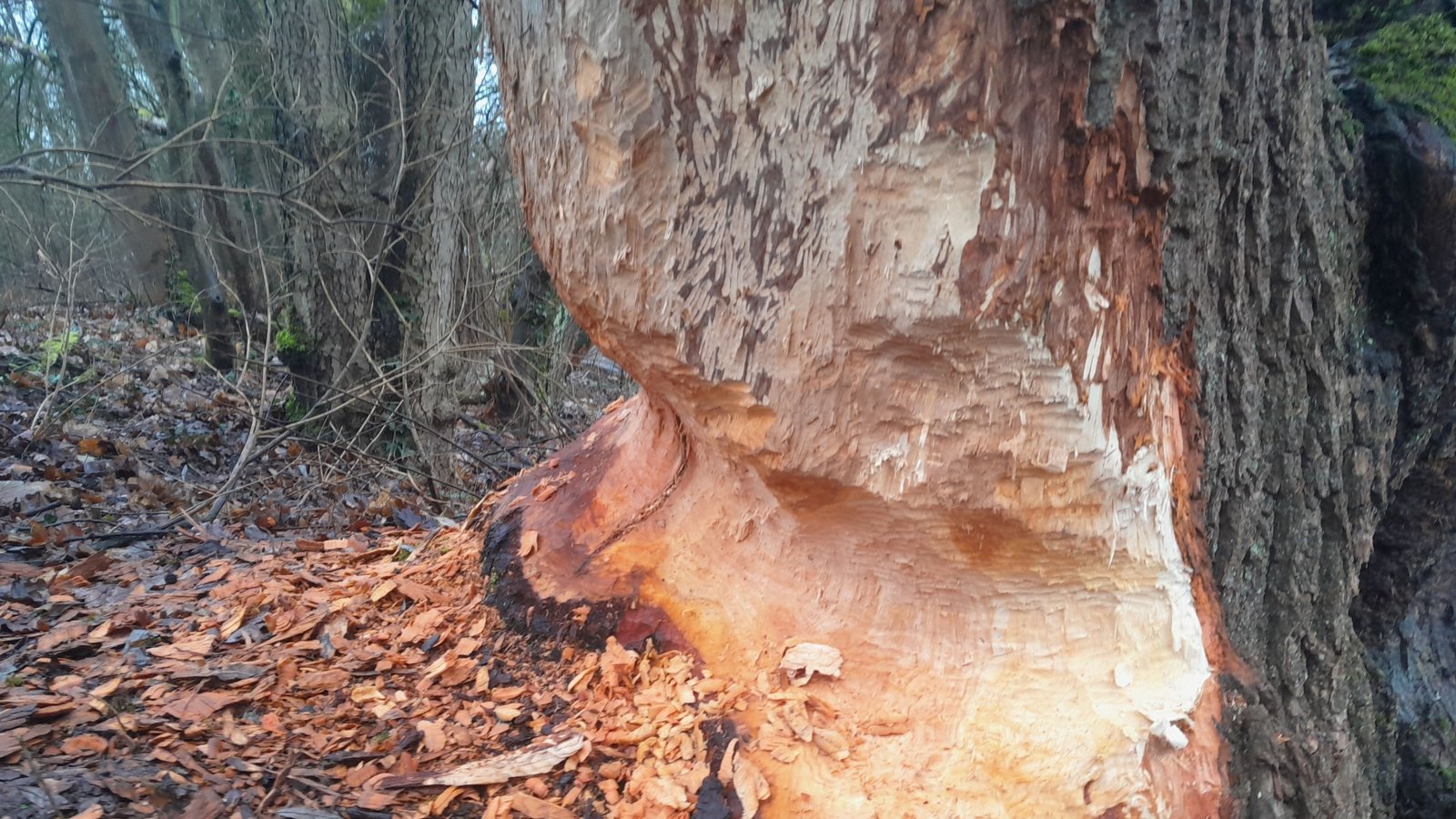 Bissspuren an einem Baum zeugen von der Rückkehr des Bibers an die Enz zwischen Mühlacker und Niefern.  Foto: Enzkreis/Sofie Bloß