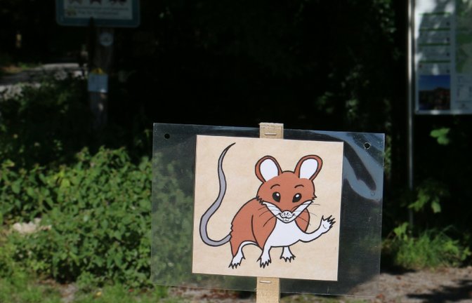 Wusel kommt wieder. Archivfoto: VKZ/Rücker