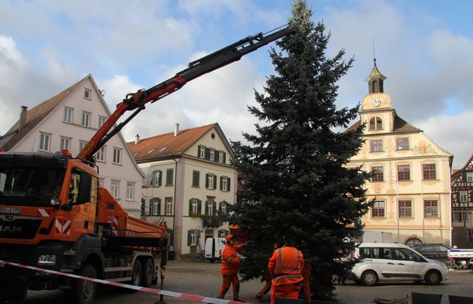 Mitarbeiter des Bauhofs haben gestern den Weihnachtsbaum auf dem Vaihinger Marktplatz aufgestellt. Es handelt sich dabei um eine Blaufichte, die in Horrheim gefällt wurde, wie Stadtsprecherin Martina Fischer auf VKZ-Nachfrage mitteilt.  <span class='image-autor'>Foto: Banholzer</span>