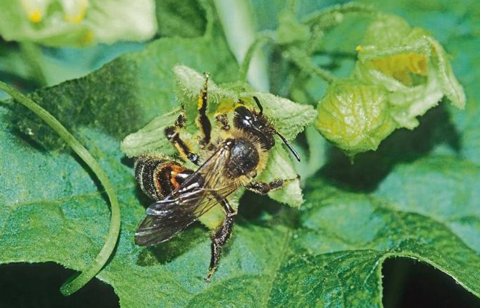 Die Zaunrüben-Sandbiene ist Wildbiene des Jahres 2015.  Foto: Dr. Matthias Schindler