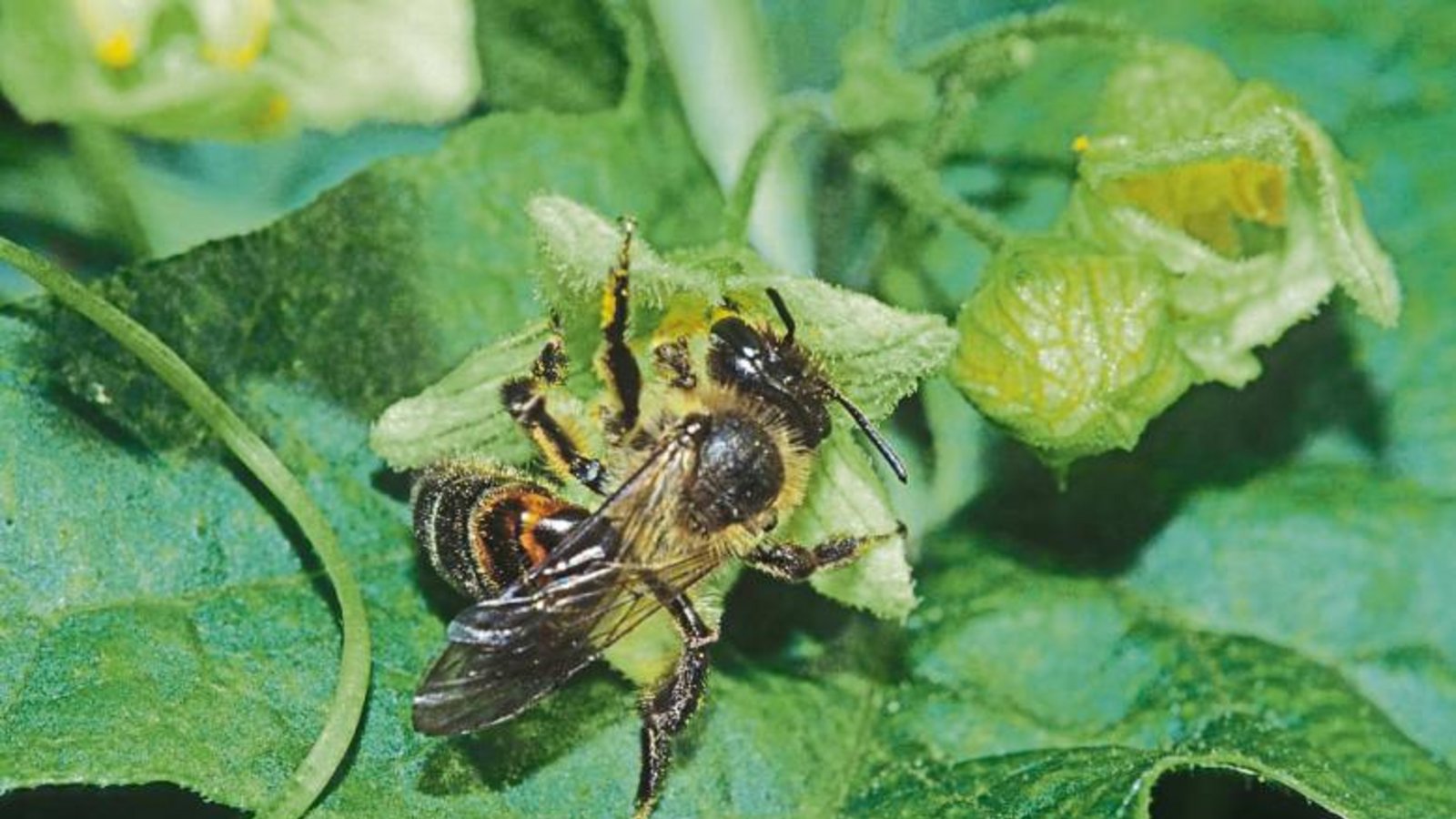 Die Zaunrüben-Sandbiene ist Wildbiene des Jahres 2015.  Foto: Dr. Matthias Schindler