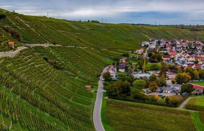 Die Hänge am Mundelsheimer Käsberg werden von der Gemeinde bewirtschaftet. Foto: Kalb