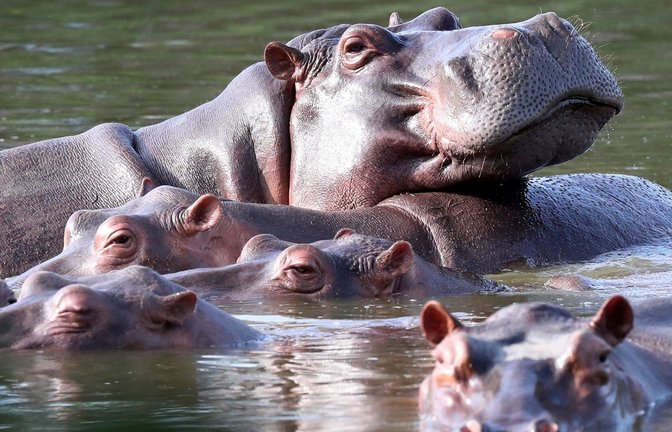 Die Flusspferde in Kolumbien pflanzen sich kräftig fort. (Archivbild)<span class='image-autor'>Foto: Fernando Vergara/AP/dpa</span>