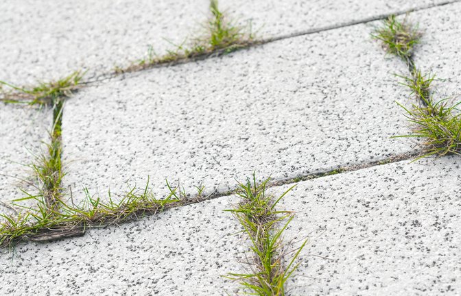 Erfahren Sie, wie sich Unkraut aus Fugen entfernen lässt und wie ein Nachwachsen verhindert werden kann.<span class='image-autor'>Foto: Mahey / Shutterstock.com</span>