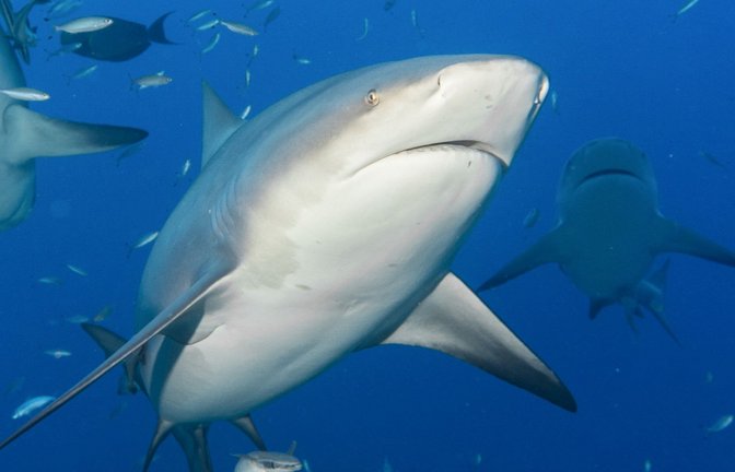 Im Südsee-Archipel Neukaledonien hat die Justiz ein viel kritisiertes Programm zum gezielten Abschlachten von Haien verboten.<span class='image-autor'>Foto: Duncan Heuer/Aussie Bubbles/dpa</span>