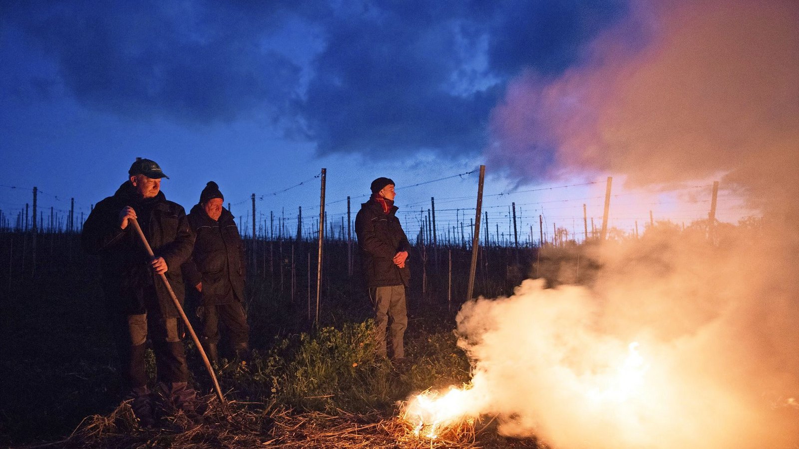 Weinbauern schützen ihre Reben durch Feuer vor Spätfrost.Foto: dpa/Sebastian Kahnert Weinbauern schützen ihre Reben durch Feuer vor Spätfrost.Foto: dpa/Sebastian Kahnert