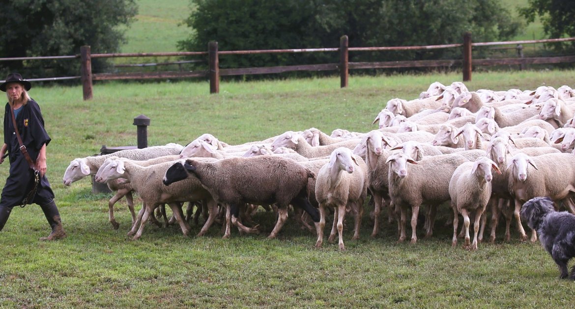 Leistungshüten anlässlich Markgröninger Schäferlauf 2026 Areal zwischen Markgröningen und Asperg zwischen Gewitterschauern, Schaf, Hirte, Herde des Stadtschäfers,  Ute Svensson mit Hund führt Herde an