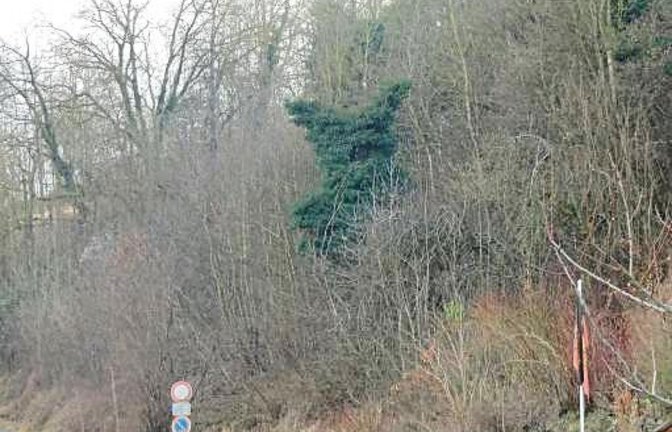 „Ich dachte, die Auricher müssten gewarnt werden, da Waldbären am Ortsrand von Aurich gesichtet wurden“, schreibt unsere Leserin Petra Blankenhorn und schickt dieses Beweisfoto.