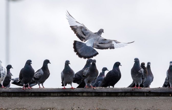 Tauben haben bei vielen Menschen nicht den besten Ruf.<span class='image-autor'>Lando Hass/dpa</span>