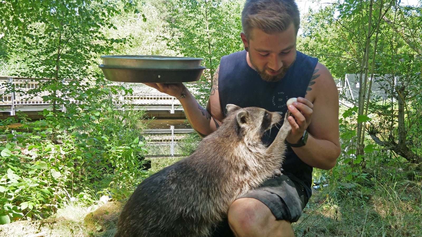 „Sie lieben mich nicht wegen meiner Frisur, sondern wegen dem Essen“, sagt Tierpfleger David Schmitt über die beiden Waschbären im Wildpark. Foto: Friedrich