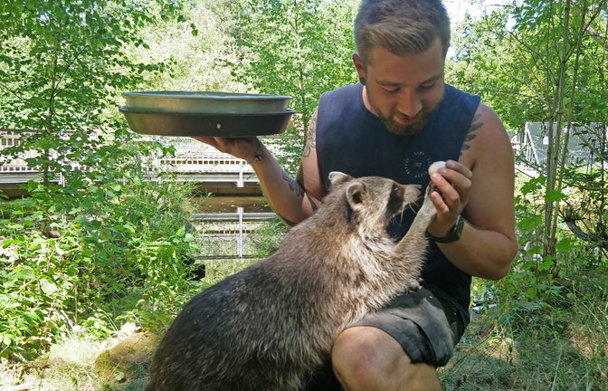 „Sie lieben mich nicht wegen meiner Frisur, sondern wegen dem Essen“, sagt Tierpfleger David Schmitt über die beiden Waschbären im Wildpark. <span class='image-autor'>Foto: Friedrich</span>