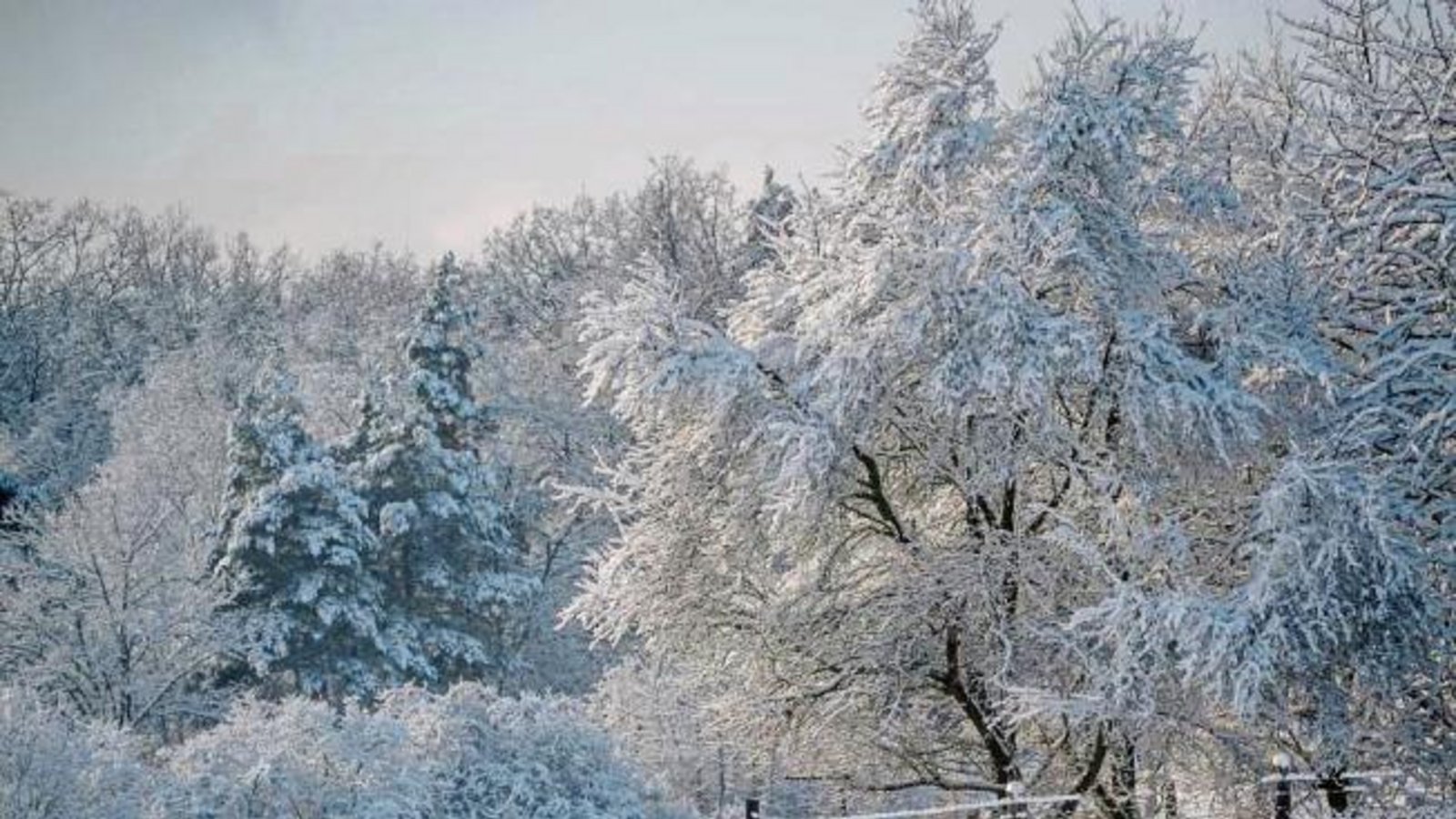 Den Wald im Winterkleid hat der Eberdinger Berthold Mede fotografiert.