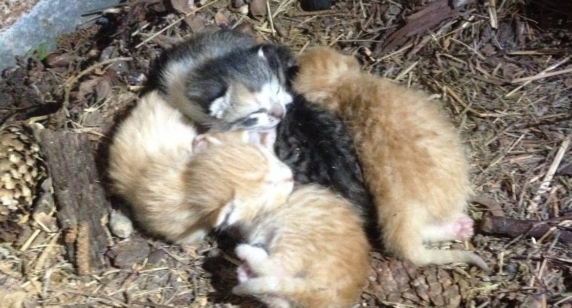 Straßenkatzen verwilderte Katzen Katzenschutzverordnung Kitten Welpen Foto: Götz