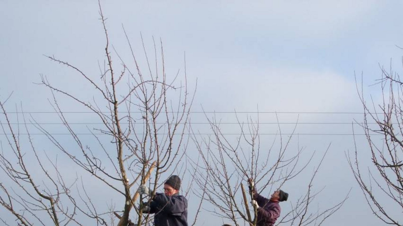 So wird's gemacht: Der Schnittkurs des Landratsamts Enzkreis zeigt, auf was es beim Schneiden von Obstbäumen ankommt. Foto: Enzkreis/Bernhard Reisch So wird's gemacht: Der Schnittkurs des Landratsamts Enzkreis zeigt, auf was es beim Schneiden von Obstbäumen ankommt. Foto: Enzkreis/Bernhard Reisch