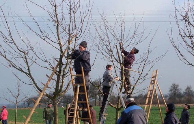 So wird's gemacht: Der Schnittkurs des Landratsamts Enzkreis zeigt, auf was es beim Schneiden von Obstbäumen ankommt.  <span class='image-autor'>Foto: Enzkreis/Bernhard Reisch</span>