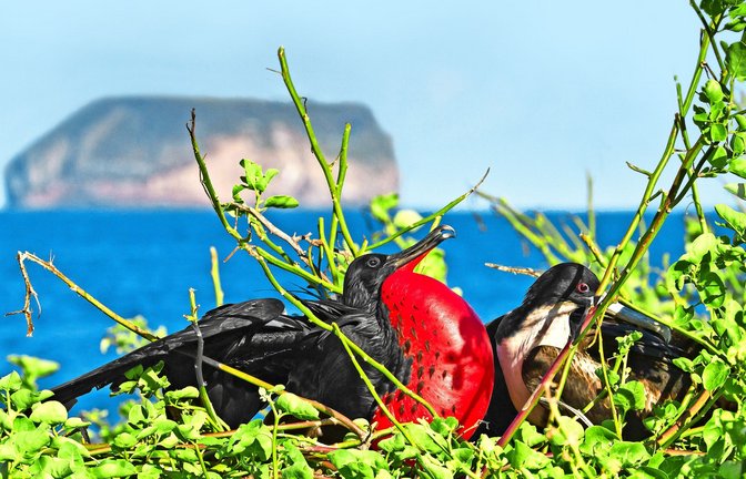 Für dieses Prachtfregattvogel-Pärchen ist die Welt noch in Ordnung.<span class='image-autor'>Foto: imago/robertharding</span>
