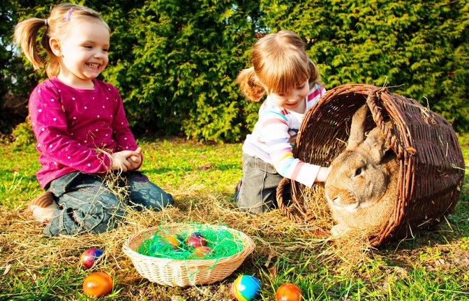 Nicht nur zum Streicheln da: Viele Kaninchen und Hasen kommen an Ostern auf den Tisch.<span class='image-autor'>Foto: dpa/Patrick Pleul</span>