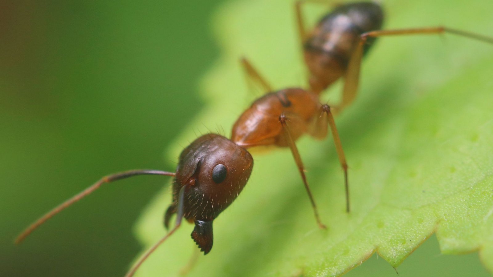 Die Florida-Holzameisen (Camponotus floridanus) amputieren vorsorglich Gliedmaßen, um das Leben verwundeter Artgenossinnen zu retten.Foto: Imago/Pond5 Images Die Florida-Holzameisen (Camponotus floridanus) amputieren vorsorglich Gliedmaßen, um das Leben verwundeter Artgenossinnen zu retten.Foto: Imago/Pond5 Images