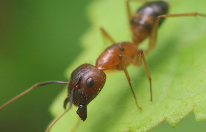 Die Florida-Holzameisen (Camponotus floridanus) amputieren vorsorglich Gliedmaßen, um das Leben verwundeter Artgenossinnen zu retten.<span class='image-autor'>Foto: Imago/Pond5 Images</span>