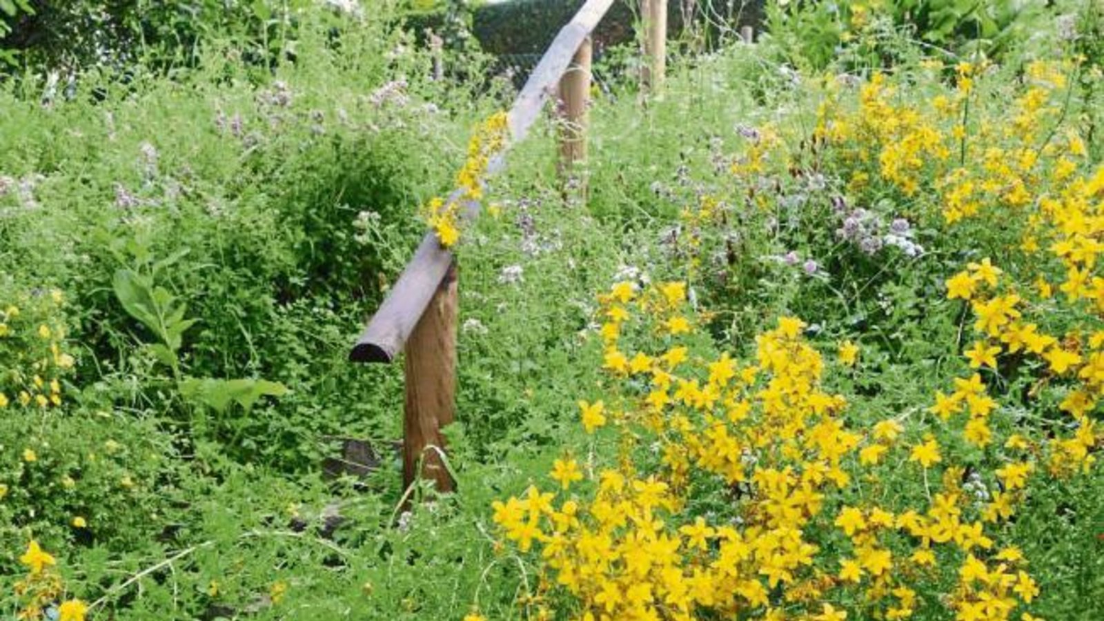 In diesem Jahr wuchert das Grün im Garten besonders üppig, wie hier Johanniskraut und Oregano – von manchen bekämpft, von anderen geliebt. Wie sieht es dieses Jahr in Ihrem Garten aus? Schicken Sie uns ein Foto mit Namen, Adresse und ein paar erklärenden Worten bis Montag (18. Juli), 9 Uhr, per E-Mail an s.ruecker@vkz.de. Foto: Rücker In diesem Jahr wuchert das Grün im Garten besonders üppig, wie hier Johanniskraut und Oregano – von manchen bekämpft, von anderen geliebt. Wie sieht es dieses Jahr in Ihrem Garten aus? Schicken Sie uns ein Foto mit Namen, Adresse und ein paar erklärenden Worten bis Montag (18. Juli), 9 Uhr, per E-Mail an s.ruecker@vkz.de. Foto: Rücker