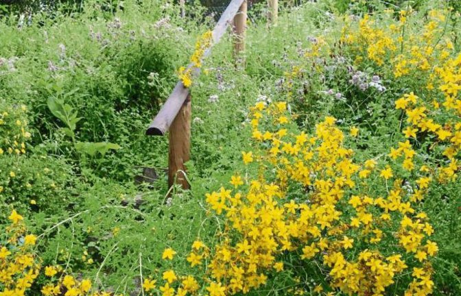 In diesem Jahr wuchert das Grün im Garten besonders üppig, wie hier Johanniskraut und Oregano – von manchen bekämpft, von anderen geliebt. Wie sieht es dieses Jahr in Ihrem Garten aus? Schicken Sie uns ein Foto mit Namen, Adresse und ein paar erklärenden Worten bis Montag (18. Juli), 9 Uhr, per E-Mail an s.ruecker@vkz.de. Foto: Rücker