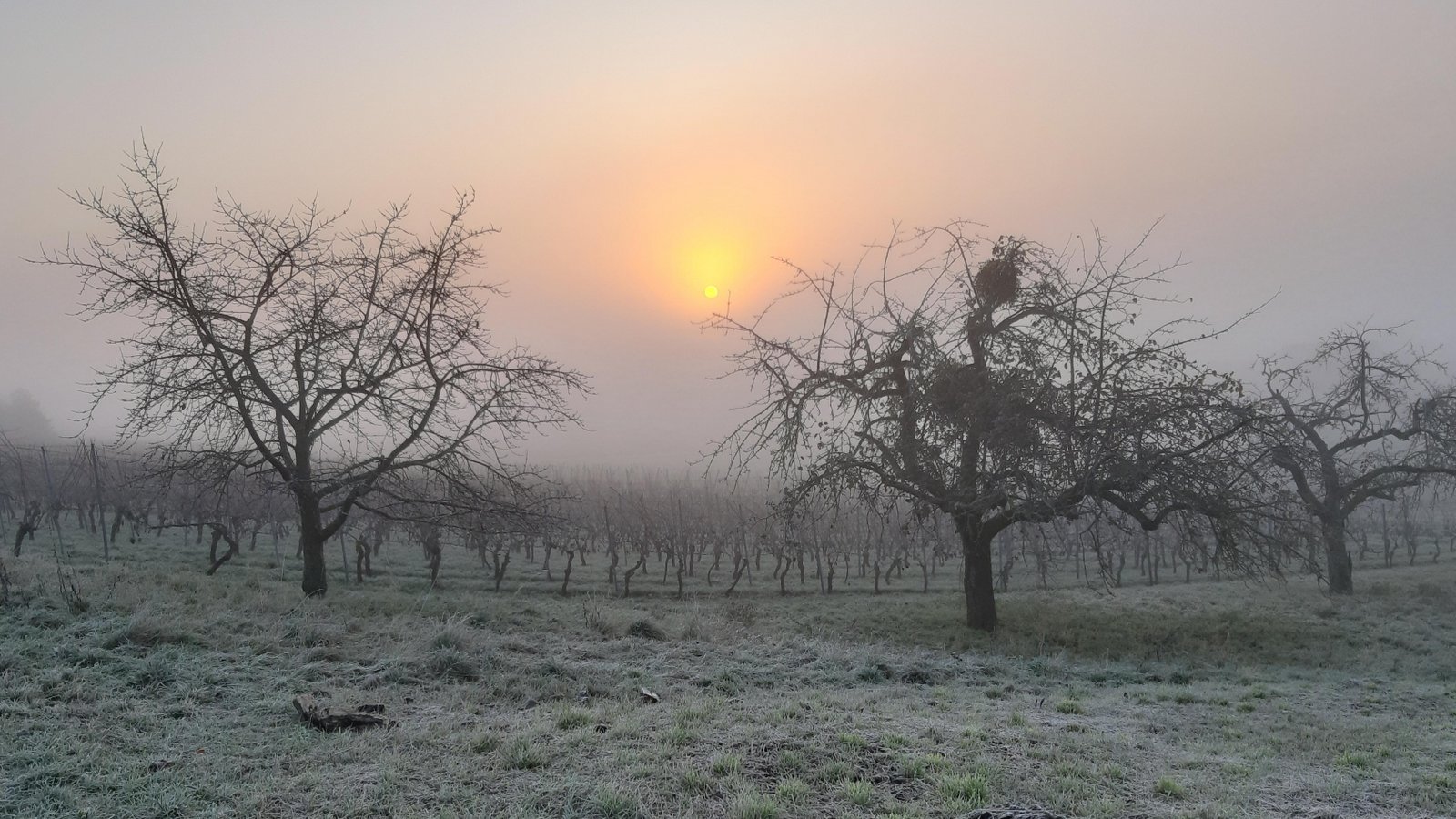 Nebelmorgen bei Gündelbach. Aufgenommen von unserem Leser Tillmann Nieß. 
