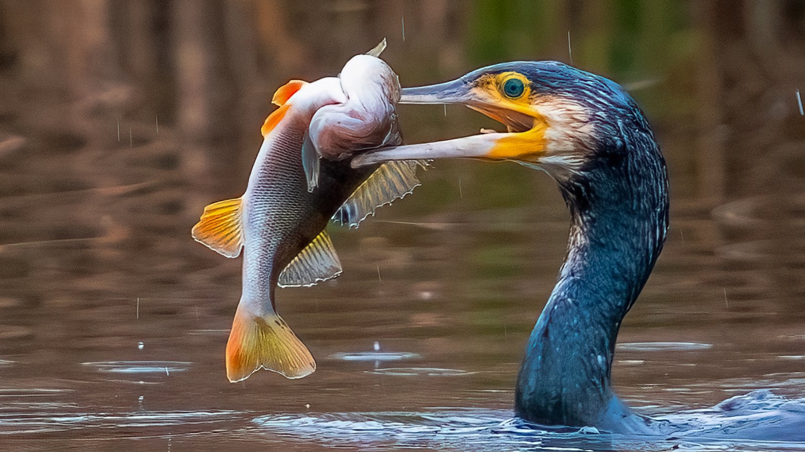 kormoran