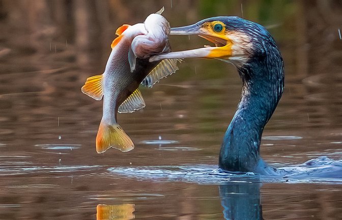 kormoran