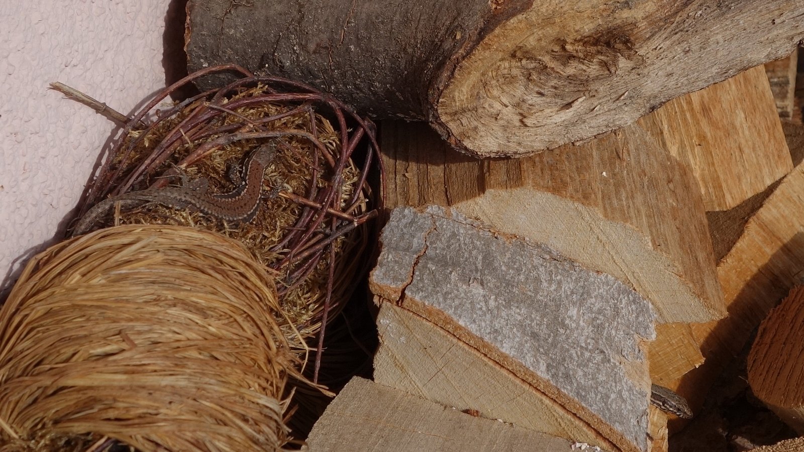 Suchbild mit mindestens zwei Eidechsen.  Foto: Rücker