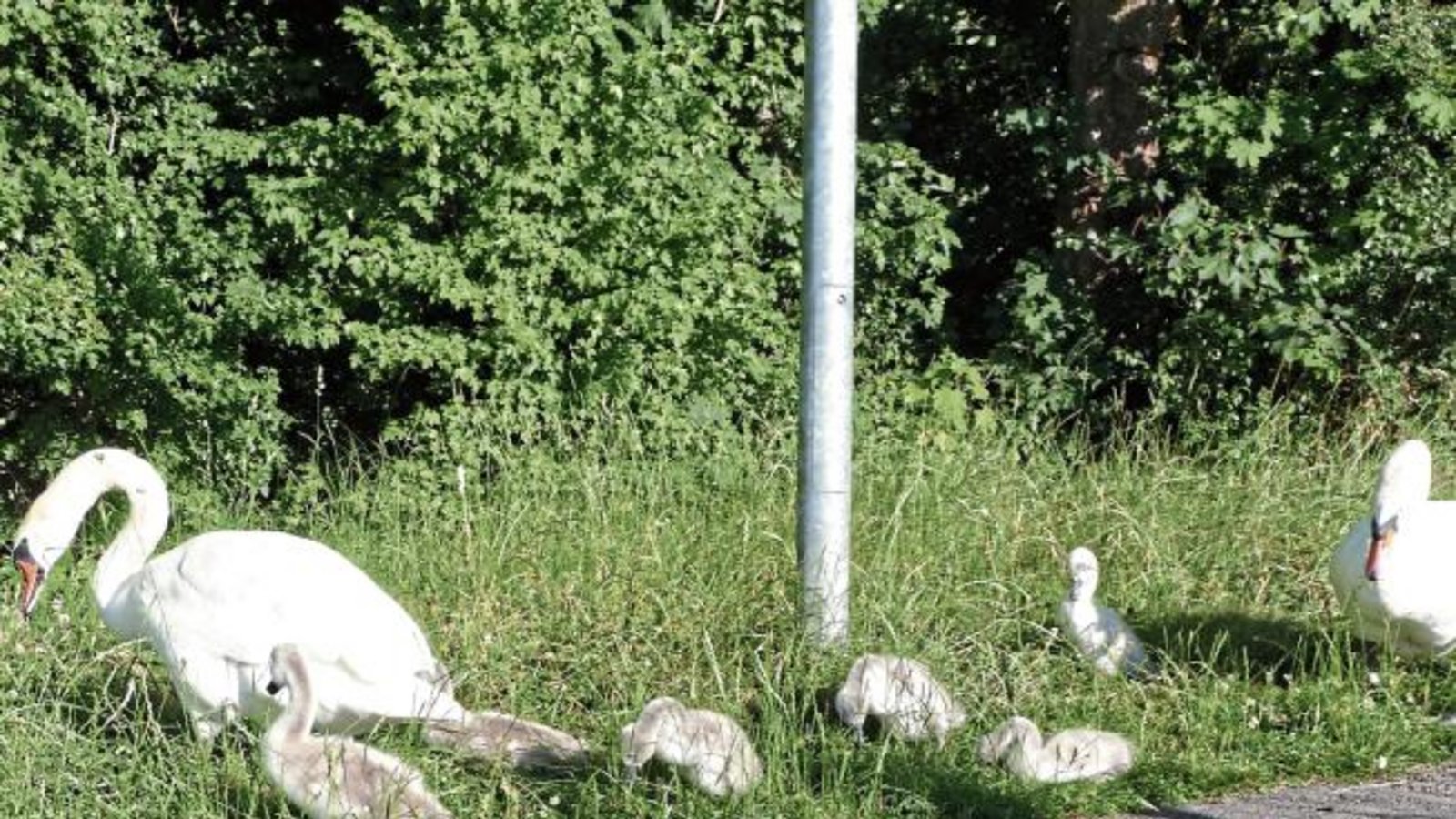 Abendlicher Ausflug der Familie Schwan am Egelsee in Vaihingen.  Foto: Arning