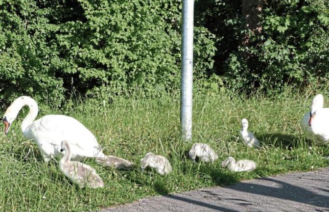 Abendlicher Ausflug der Familie Schwan am Egelsee in Vaihingen.  Foto: Arning