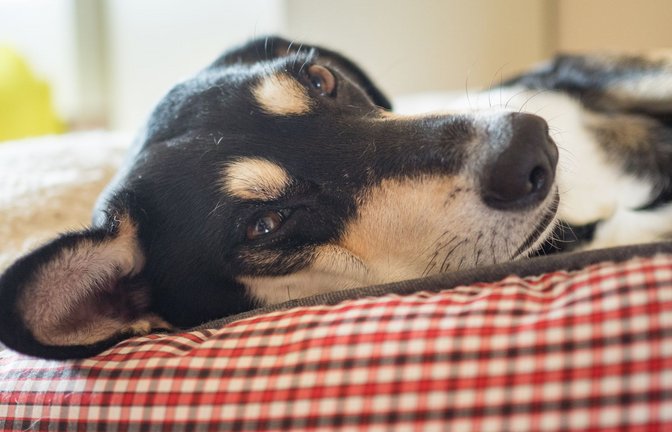Die Beagle-Mischlings-Hündin „Franky“ liegt entspannt im flauschigen Bett und wartet schon auf Frauchen und Herrchen.<span class='image-autor'>Foto: Nicolas Armer/dpa</span>