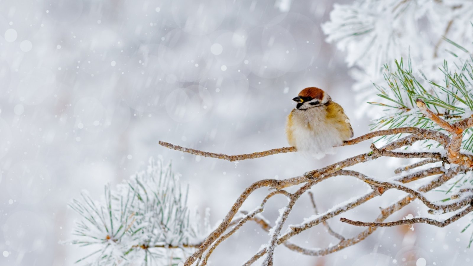 Der Katharinentag gilt als wichtiger Lostag im Bauernkalender. Alte Bauernregeln sollen am 25. November Hinweise darauf geben, wie Winter und Februar ausfallen könnten.Foto: YRABOTA / Shutterstock.com Der Katharinentag gilt als wichtiger Lostag im Bauernkalender. Alte Bauernregeln sollen am 25. November Hinweise darauf geben, wie Winter und Februar ausfallen könnten.Foto: YRABOTA / Shutterstock.com