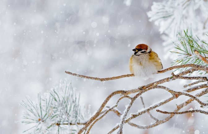 Der Katharinentag gilt als wichtiger Lostag im Bauernkalender. Alte Bauernregeln sollen am 25. November Hinweise darauf geben, wie Winter und Februar ausfallen könnten.<span class='image-autor'>Foto: YRABOTA / Shutterstock.com</span>