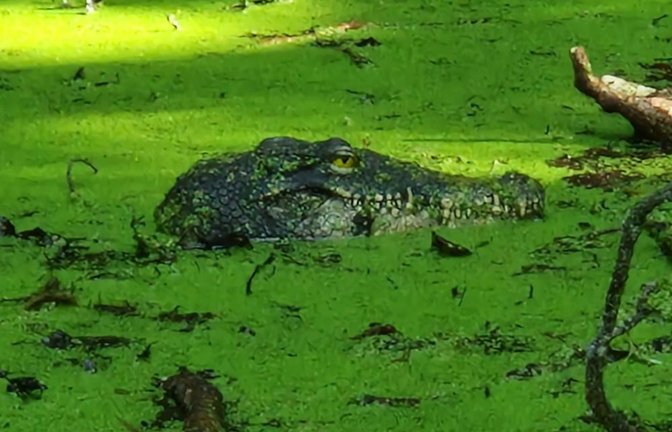 Das Krokodil entpuppte sich als Attrappe.<span class='image-autor'>Foto: Feuerwehr Konstanz</span>