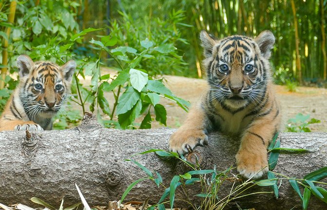 Meist kommen mehrere Tiger zur Welt.<span class='image-autor'>Foto: Zoo Heidelberg</span>