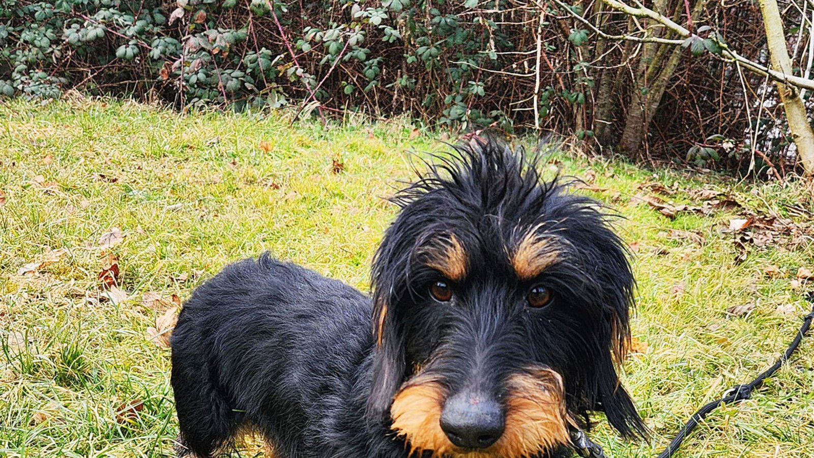 Dackel Rudi Rudi ist zu einer Familie mit Dackel-Erfahrung gekommen.Foto: Dackel Rudi Rudi ist zu einer Familie mit Dackel-Erfahrung gekommen.Foto: 