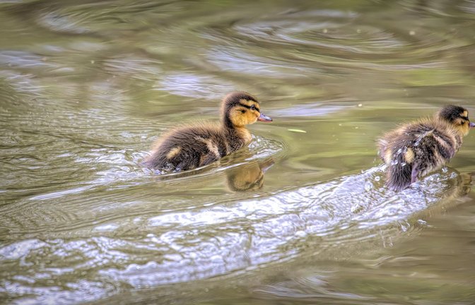 Die Helfer brachten die Küken zu einem nahe gelegenen Bach (Symbolbild).<span class='image-autor'>Foto: IMAGO/ingimage</span>