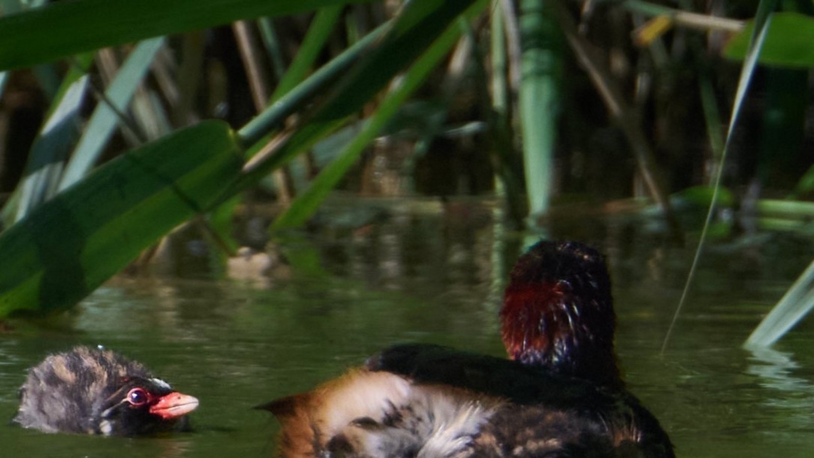 Zwergtaucher jung und alt auf dem Hohenhaslacher See. Foto: Frey Zwergtaucher jung und alt auf dem Hohenhaslacher See. Foto: Frey