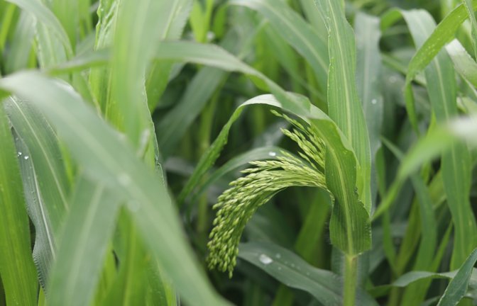 Hirse wächst nun auch im Enzkreis.  <span class='image-autor'>Foto: LE</span>