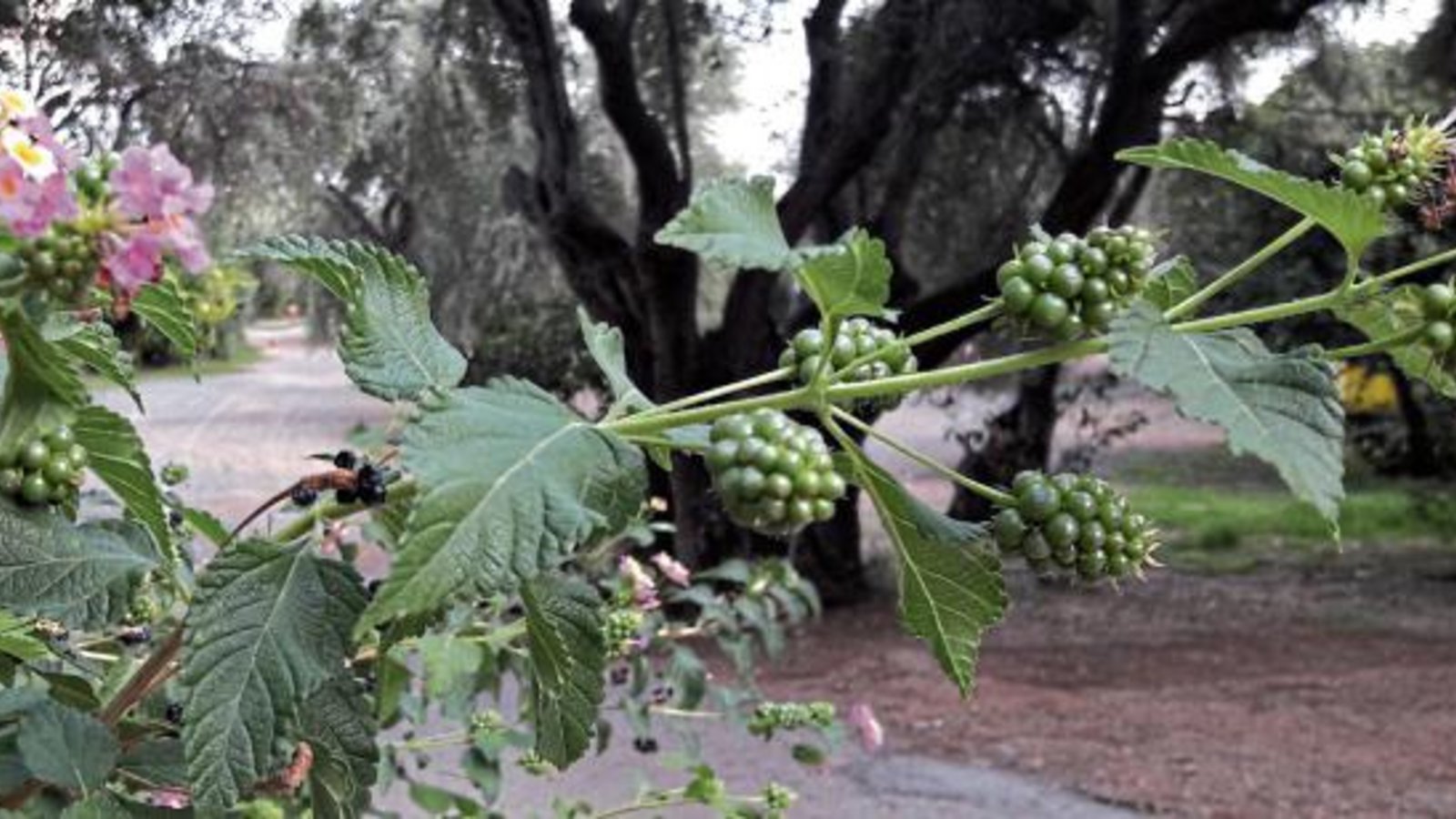 Auf Korfu in Gärten und am Straßenrand verbreitet ist das giftige Wandelröschen, dessen Früchte im reifen Zustand blauschwarz sind und Brombeeren ähneln.  Fotos: Rücker