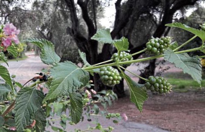 Auf Korfu in Gärten und am Straßenrand verbreitet ist das giftige Wandelröschen, dessen Früchte im reifen Zustand blauschwarz sind und Brombeeren ähneln.  Fotos: Rücker