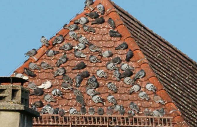 Vaihinger Tauben halten in der Wintersonne Siesta.  Foto: Rostek